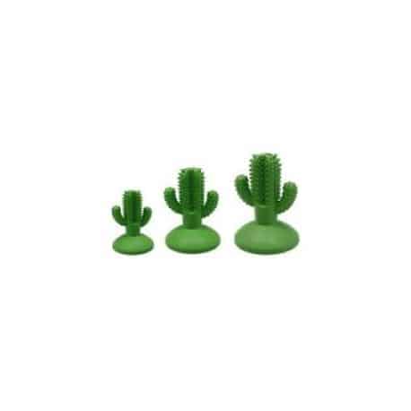 Cactus a ventouse arome menthe