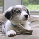 PUPPY WISHBONE BACON S