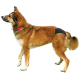 Slip de protection noir pour chien femelle, idéal pour les chaleurs