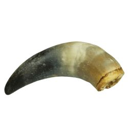 Corne de boeuf pleine