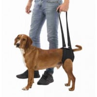 Aide à la marche pour chien