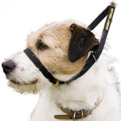 Collier pour chien Canny Collar
