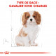 Croquettes pour chien Cavalier King Charles junior Royal Canin - 1,5kg