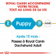 Croquettes pour Teckel chiot Royal canin Dachshund