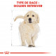 Croquettes pour Golden Retriever junior Royal canin