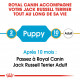 Croquettes pour chien Jack Russel junior Royal Canin