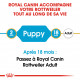 Croquettes chiot Rottweiler Royal Canin