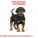 Croquettes chiot Rottweiler Royal Canin