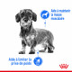 Croquettes light pour petit chien Royal Canin