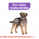 Croquettes pour petit chien stérilisé Royal Canin