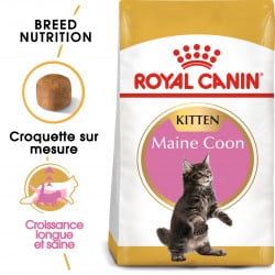 Croquettes chaton Maine Coon Royal-Canin Kitten