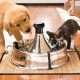 Fontaine Drinkwell Inox 360° pour chien et chat