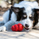 Biscuit kong pour chien au bacon & cheese