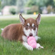 Kong Puppy (junior) - Jouet pour chiot très solide