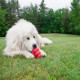 Kong classic Rouge - Jouet pour chien très solide