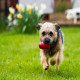 Kong classic Rouge - Jouet pour chien très solide