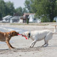 KONG Safestix - bâton caoutchouc pour chien, jouet très solide