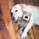 Jouet Kong Wildknots Bears pour chien