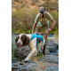 Harnais web master Ruffwear pour chien