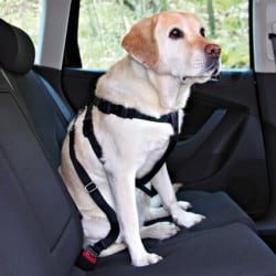 Harnais de sécurité routière pour chien
