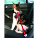 Harnais ceinture de sécurité pour chat