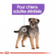 Sachets humides Royal Canin Sterilised Chien 12 x 85 Gr