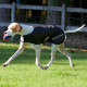 Manteau pour chien hugo back on track