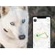 GPS et suivi de l'activité de son compagnon pour chiens et chats -Kippy EVO