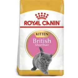 KITTEN BRITISH SHORTAIR : 2 KG