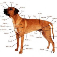 Articulations chien