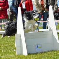 Flyball