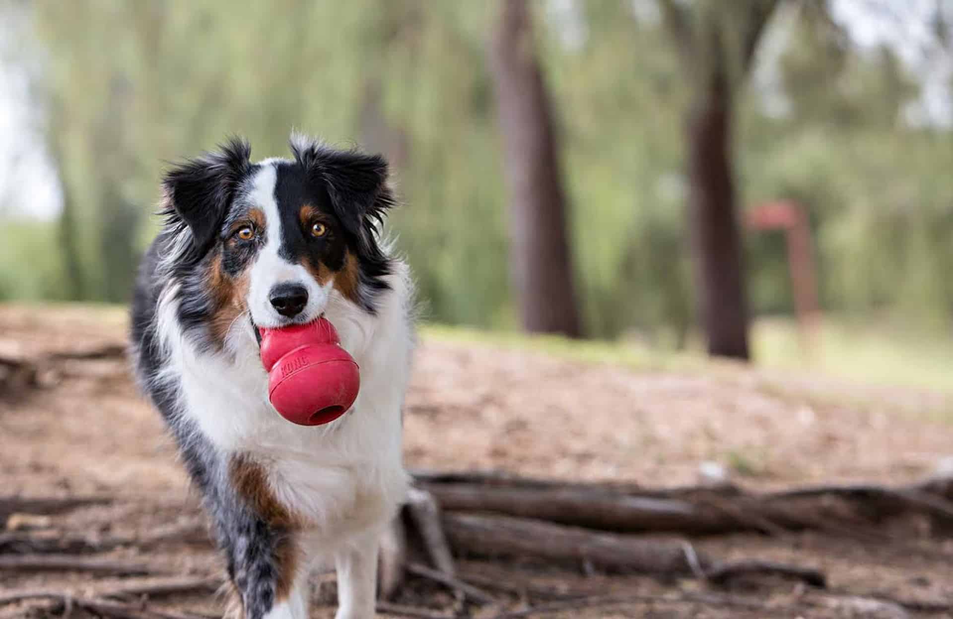 Jouets pour chien