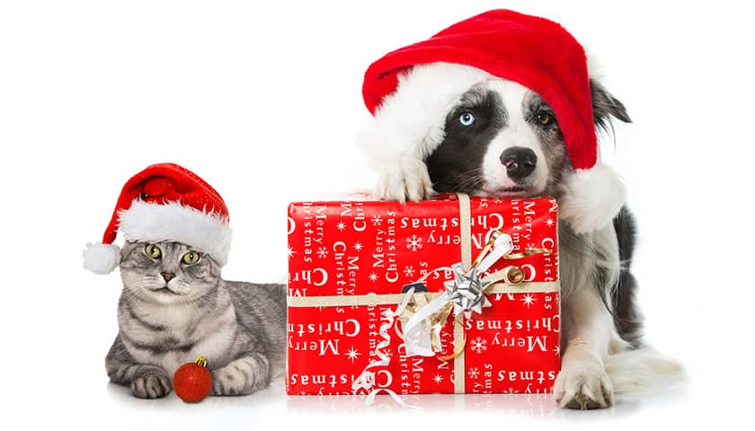 Boite cadeau Noël, chat Père Noël, boutique cadeau chat