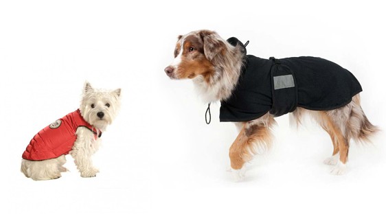 Manteau pour chien